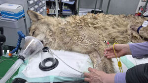 뱃속 '낚싯바늘' 무사히 제거&hellip;늑구, 뭘 먹고 버텼나