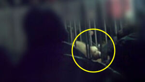 투견장 급습&hellip;만신창이 개에 불법 치료까지