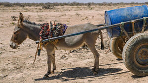 '소고기의 나라' 아르헨티나서 당나귀 고기 판매 논란