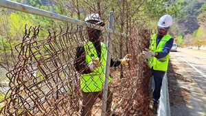멧돼지 막으려다 야생동물 떼죽음?&hellip;'차단 울타리' 철거