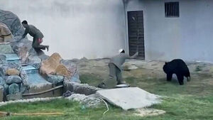 사육사 뒤편서 '확'&hellip;좁은 우리서 아찔 추격전