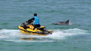 제트스키 주변 '의문의 지느러미'&hellip;정체는?