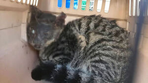 토치로 길고양이 얼굴에 심한 화상 입혀&hellip;70대 구속영장 신청