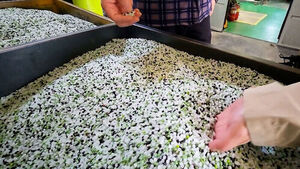 여전히 60% 넘게 비싸&hellip;도매상도 식당도 '울상'