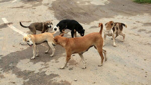 인도서 3세 여아, 떠돌이 개들에게 물려 사망&hellip;주민들 대책 촉구