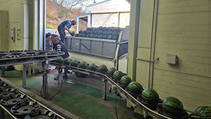 국무총리상 받은 논산 '육군병장 수박' 올해 첫 출하