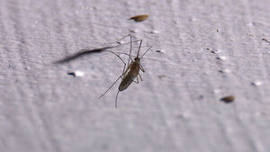 벌써 온 '감염병 모기'&hellip;AI로 실시간 감시