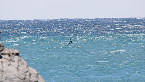 울산 대왕암 앞바다서 열대조류 '군함조' 포착