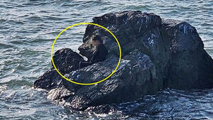 "자다 깼더니 바다 한가운데"&hellip;대부도 찾아갔다 무슨 일