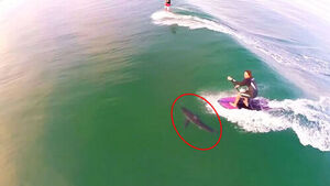 바짝 따라붙어 스르륵&hellip;서핑하던 남성 밑으로 '아찔'