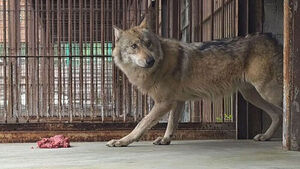 제 식구 감싸기 우려에 "뽀롱이와 달라"&hellip;늑구로 돈벌이?