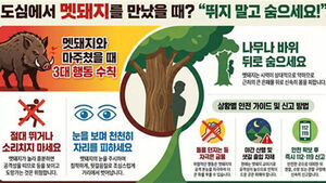 "멧돼지 보면 뛰지 말고 숨으세요"&hellip;세종소방 행동 요령 안내