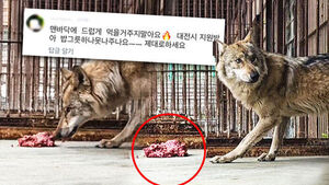 "맨바닥에 더럽게!" 늑구맘 극성에&hellip;오월드 해명 나섰다