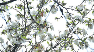 한라산 1,000m 자생 최고령 300년 목련 '활짝'