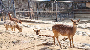 "발견 시 신고" 재난문자&hellip;광명 농장서 사슴 5마리 탈출