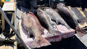 한 마리가 무려 90kg&hellip;부산서 잇따라 잡힌 '전설의 희귀종' 