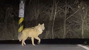 일본판 '늑구' 소동?&hellip;산책 중 탈출한 늑대개 18시간 만에 포획
