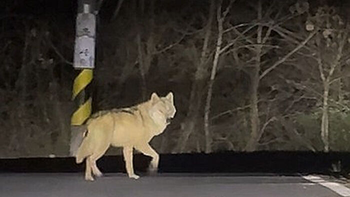 대전 오월드 인근 야산서 발견된 늑대 '늑구' (사진=독자 강준수 씨 제공, 연합뉴스)