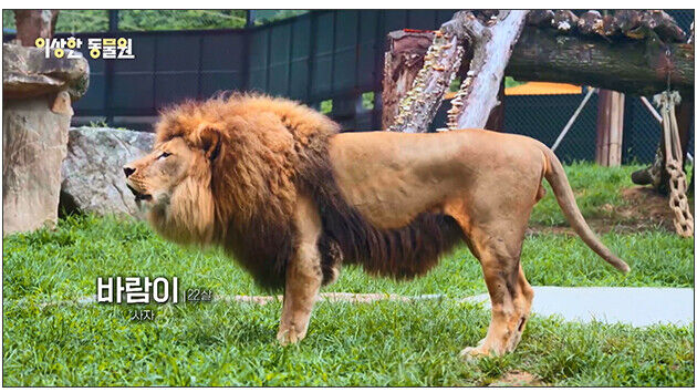 바람이 캡처 (이상한 동물원)