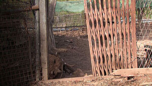 늑구 돌아오니 이번엔 사슴 5마리&hellip;광명서 탈출