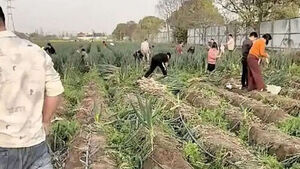 중국서 "대파가 공짜" 허위 영상에 대파밭 싹쓸이&hellip;농민들 '황당'
