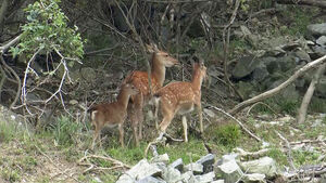 이번엔 '사슴 5마리' 탈출&hellip;"마주치면 조심" 당부