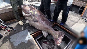 일본 지진과 연관됐다?&hellip;부산서 하루에만 5마리 잡히자