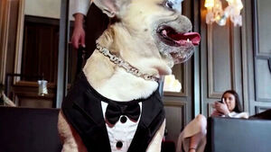 반려견 위한 목걸이?&hellip;"무려 2억 2천만 원"