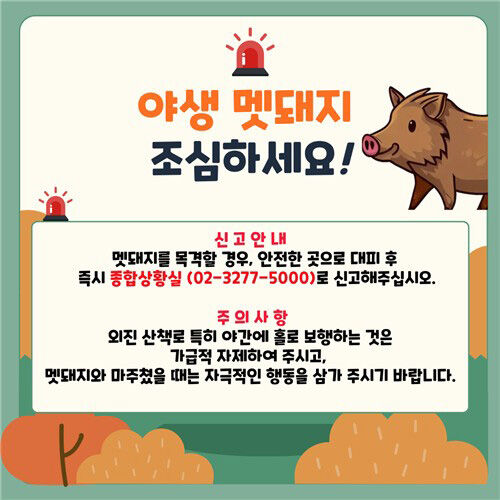 멧돼지 경보 (사진=연합뉴스)