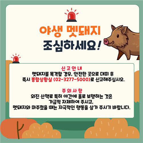 멧돼지 경보 (사진=연합뉴스)