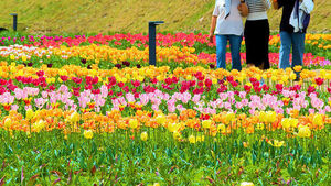 봄바람 타고 고창 꽃정원으로&hellip;튤립 만개
