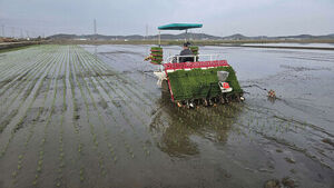 서천서 올해 첫 모내기&hellip;추석 전 햅쌀 수확 기대