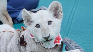 대전 아쿠아리움 아기 백사자 '보문이' 폐사&hellip;원인 희귀 질환
