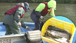 그물 올리자 '한가득'&hellip;20년간 노력의 결실