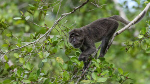 원숭이 공격 때문에&hellip;이란 향하던 미 해군 병사 긴급 후송