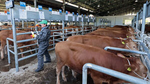 1분기 소&middot;돼지&middot;오리 사육 감소&hellip; 닭 육용계 늘고 산란계 줄어