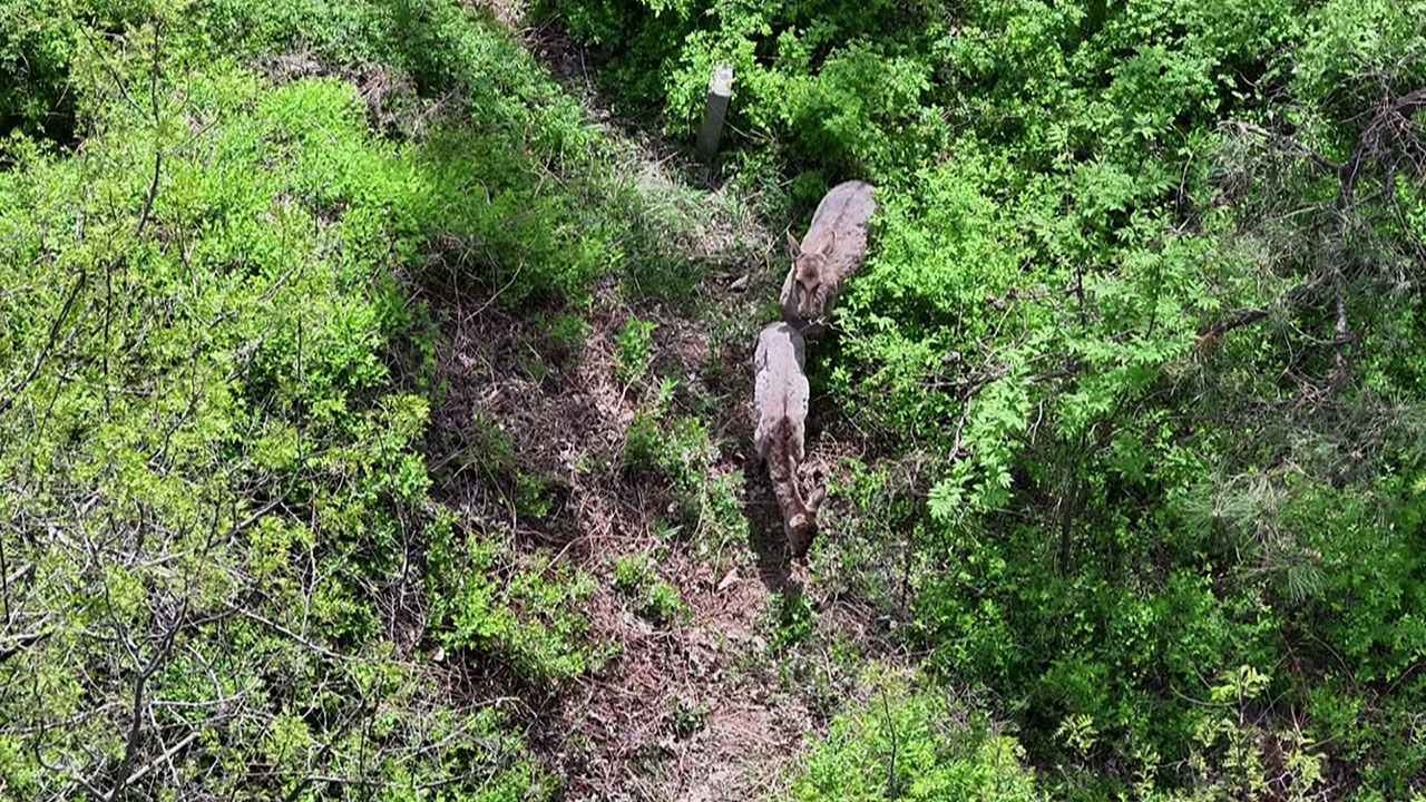 경기 광명의 한 농장서 탈출한 사슴들