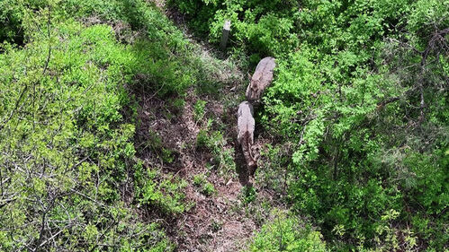 경기 광명의 한 농장서 탈출한 사슴들