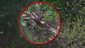 5마리가 7마리로&hellip;지난해 탈출 사슴도 포착