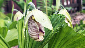국립수목원에 핀 '요강' 닮은 희귀식물