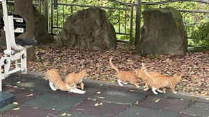 "돈 받고 살해 영상 제작" 고양이 1,500마리 잔혹 훼손 '충격' 