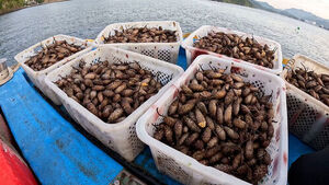 "흉작일 줄 알았는데" 반전&hellip;풍년 맞았는데 울상인 이유