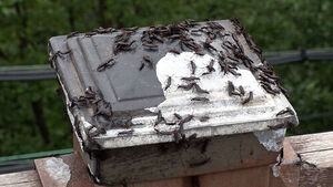 '벌써 드글드글' 정부 긴장&hellip;"98% 죽인다" 싹 뿌렸지만