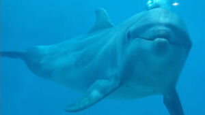 거제씨월드서 17살 돌고래 폐사&hellip;개장 후 16마리 숨져