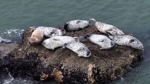 [영상] '천연기념물' 점박이물범, 봄철 백령&middot;소청도서 148마리 관찰