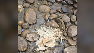 물 위에 라면 '둥둥' 두 눈 의심&hellip;"이러니 욕 먹지" 공분 