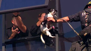 실종된 반려견, 13층서 '대롱대롱'&hellip;20분간 아찔 상황 