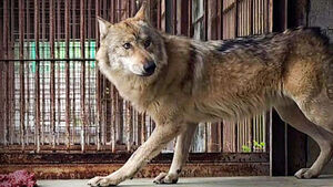 [단독] 매일 점검했는데&hellip;순찰일지엔 '철망 부식' 없었다