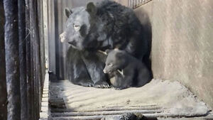 사육 금지됐는데&hellip;'멸종위기종' 반달가슴곰 번식 걸렸다