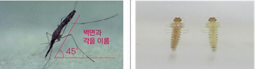 중국얼룩날개모기 암컷 성충(왼쪽)과 유충 (사진=질병관리청 제공, 연합뉴스)